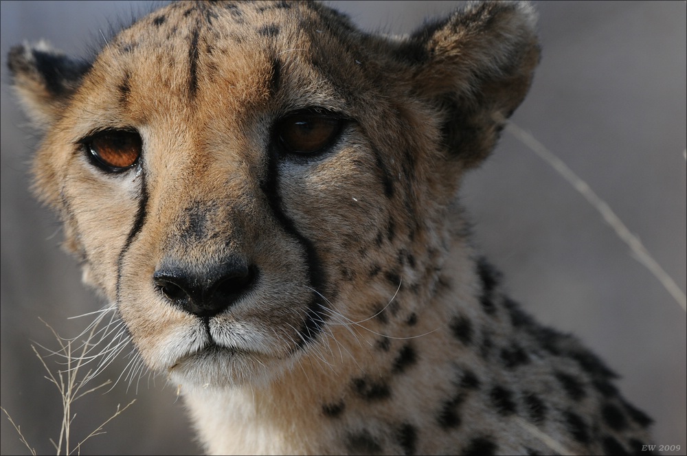 comp Namibia 09 09475