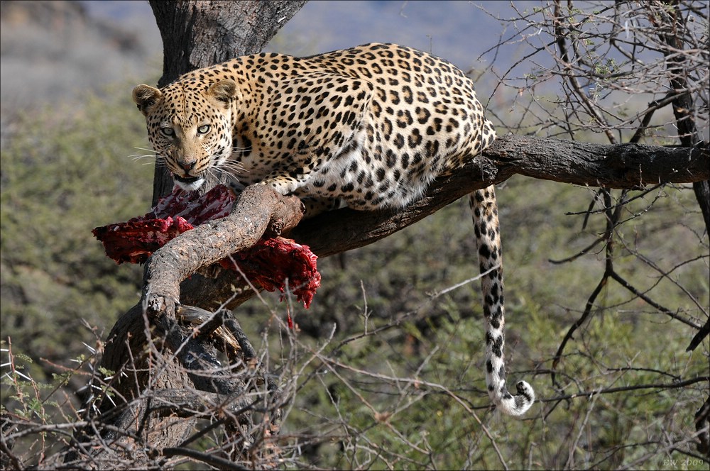 comp Namibia 09 09884