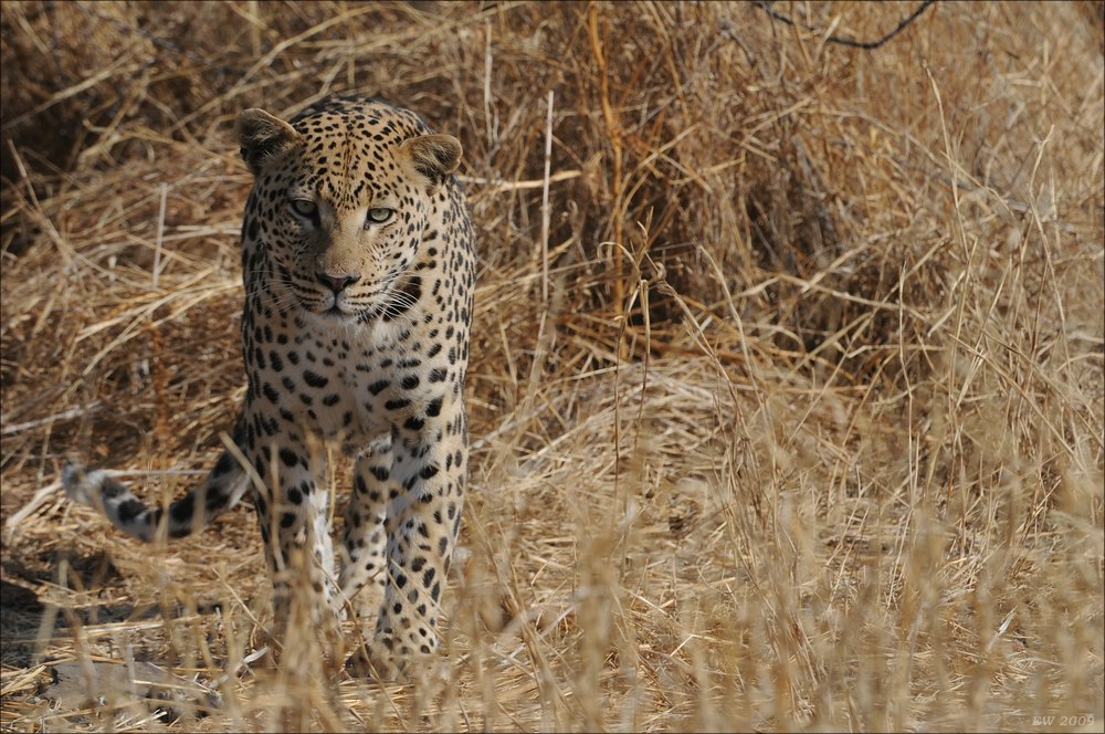 comp Namibia 09 09992