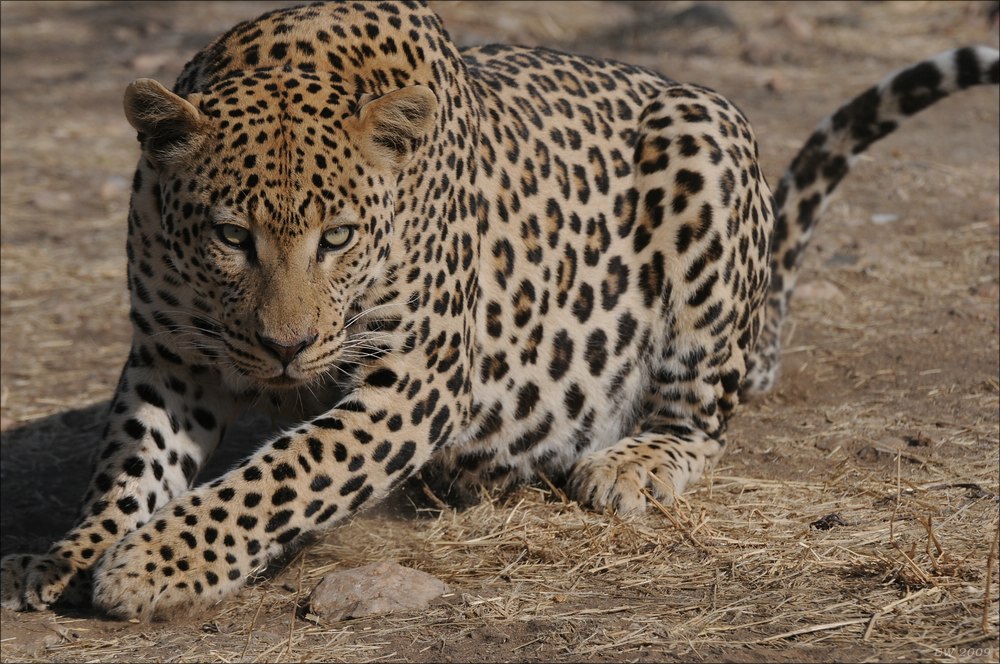 comp Namibia 09 10012