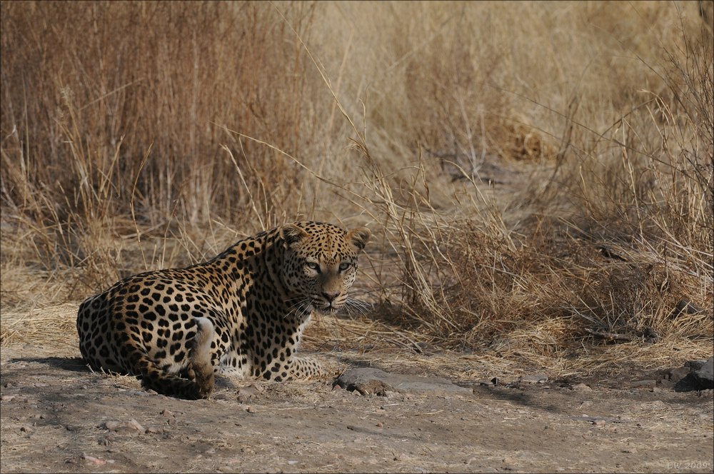 comp Namibia 09 10033