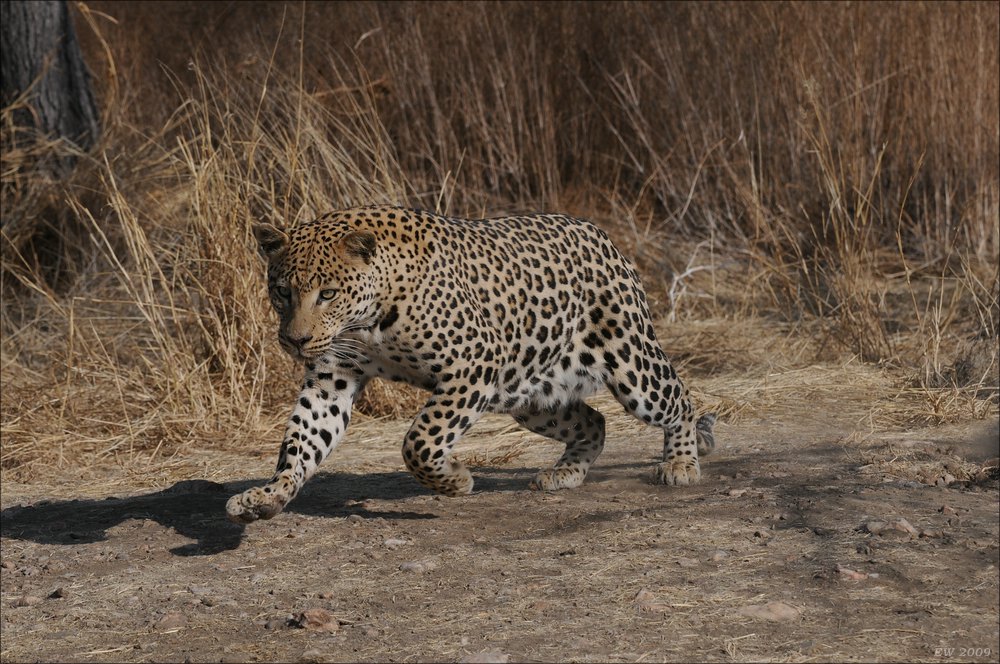 comp Namibia 09 10050