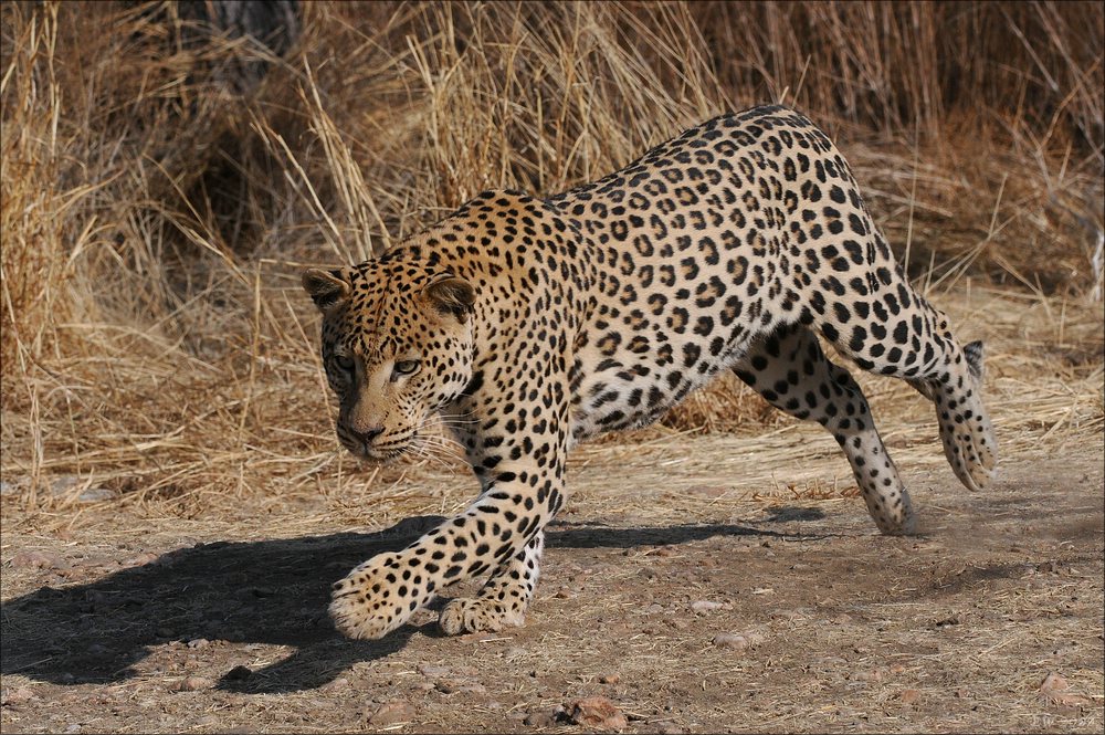 comp Namibia 09 10051