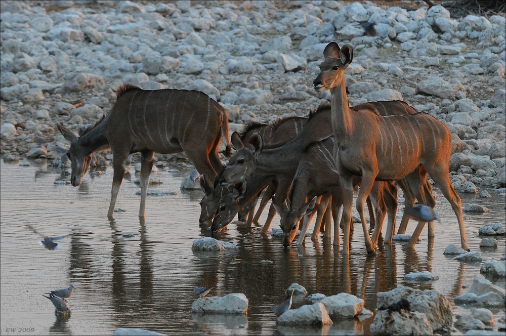 comp Namibia 09 10371