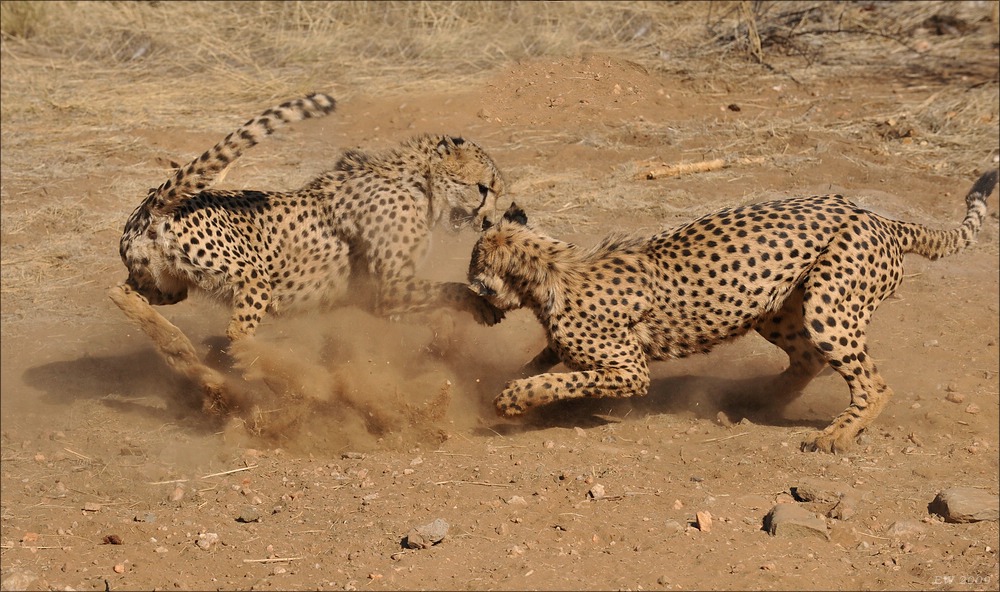 comp Namibia 09 10732
