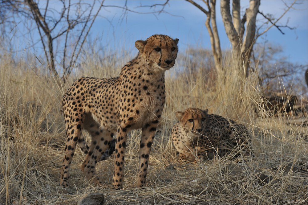 comp Namibia 09 10853