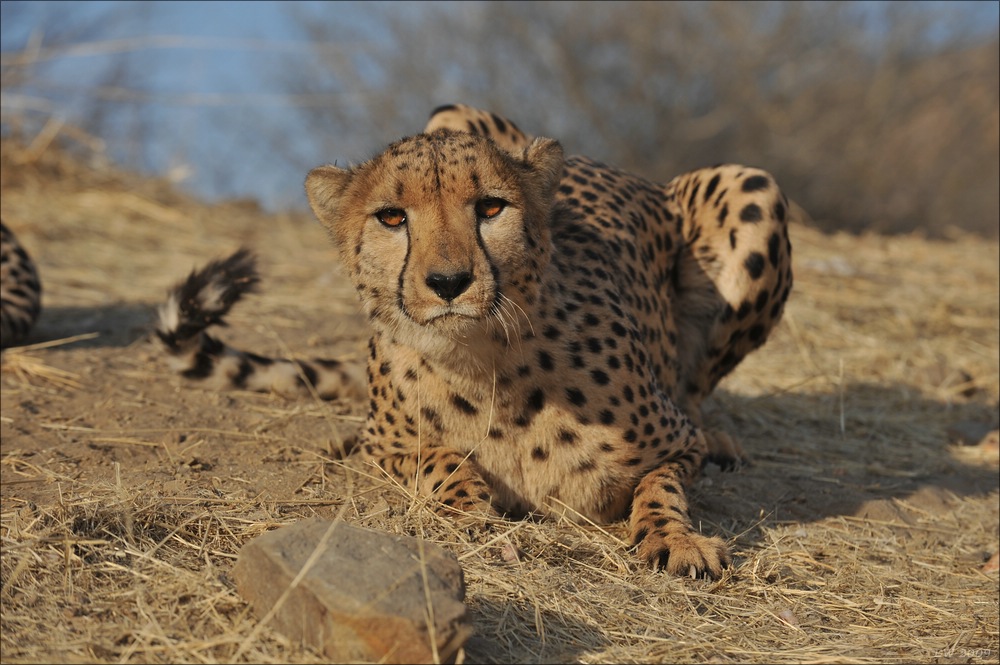 comp Namibia 09 10892