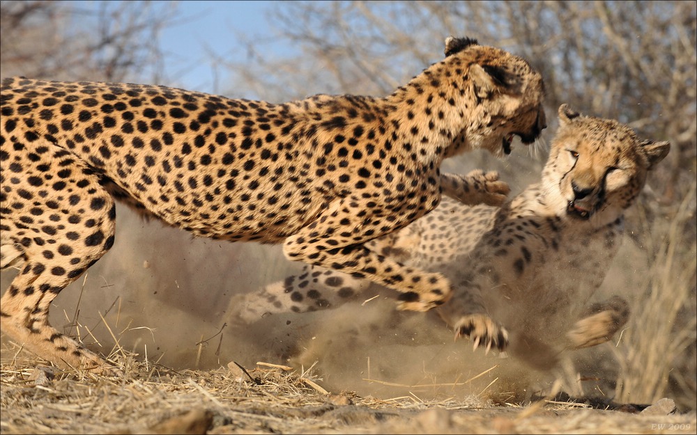 comp Namibia 09 10994