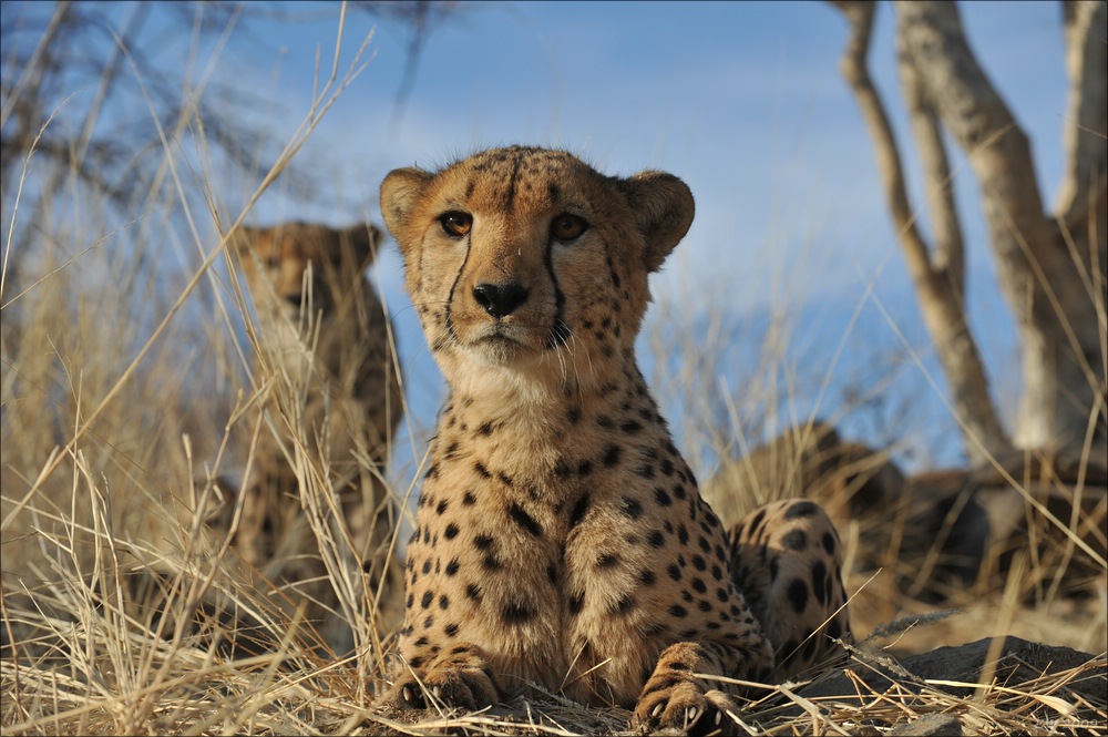 comp Namibia 09 11045