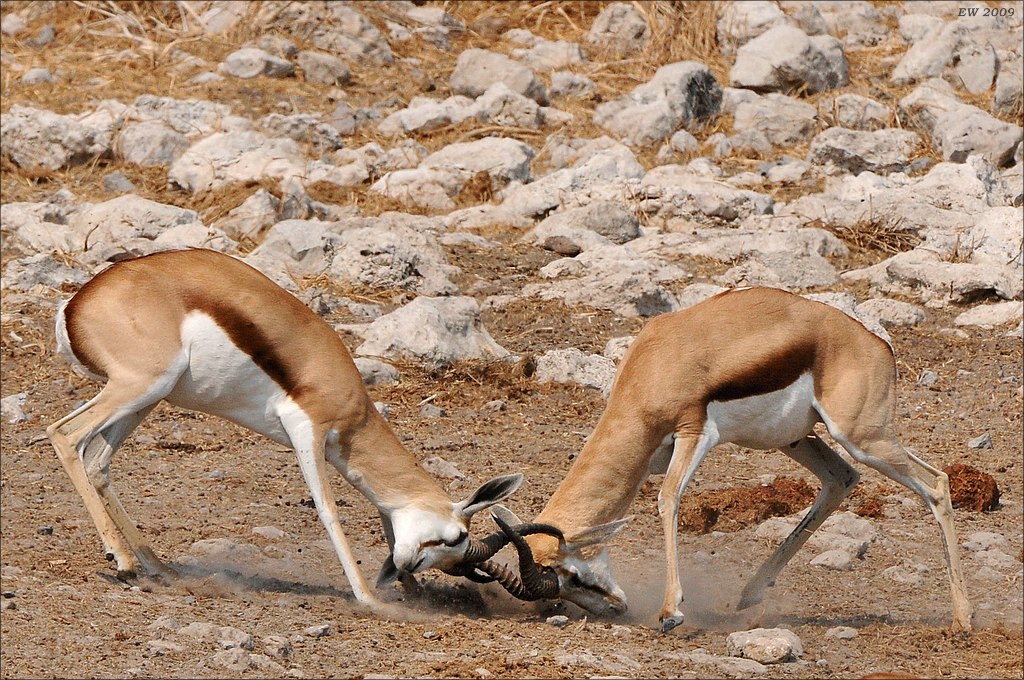 comp Namibia 09 12044