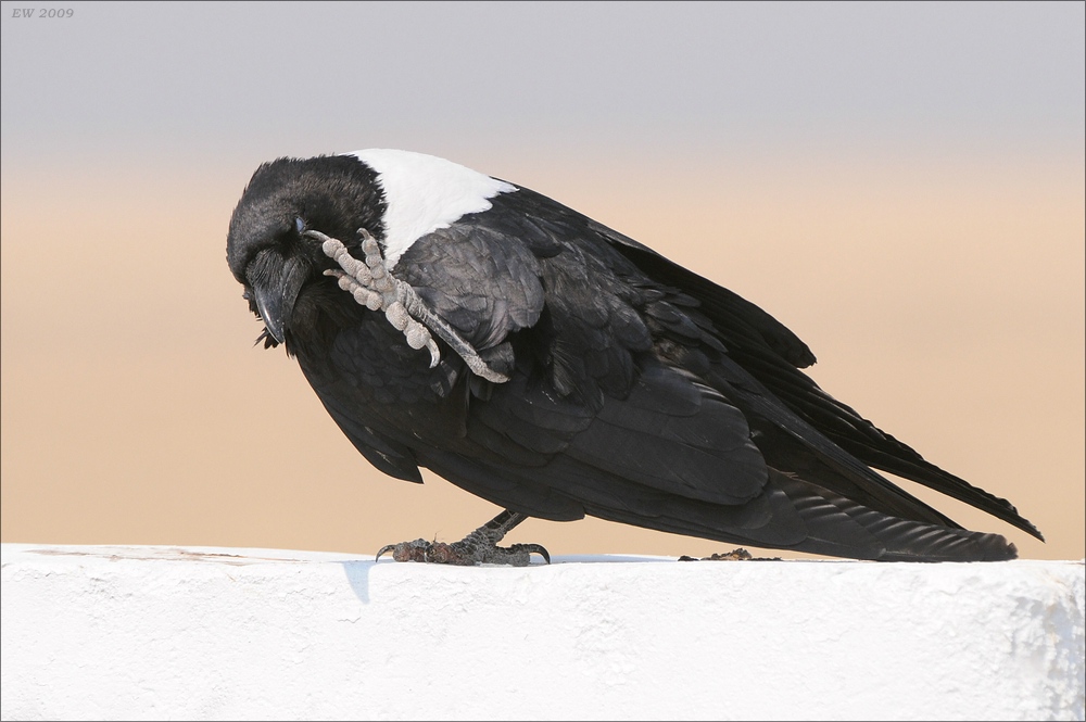 comp Namibia 09 12236