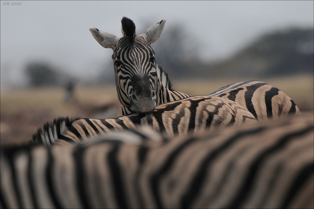 comp Namibia 09 12344