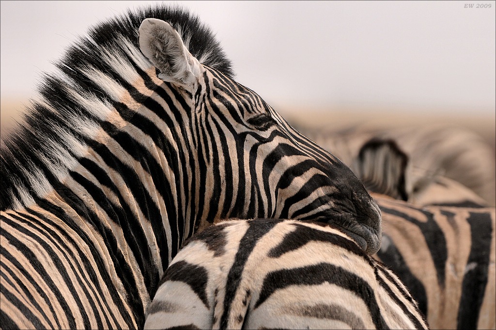 comp Namibia 09 12443