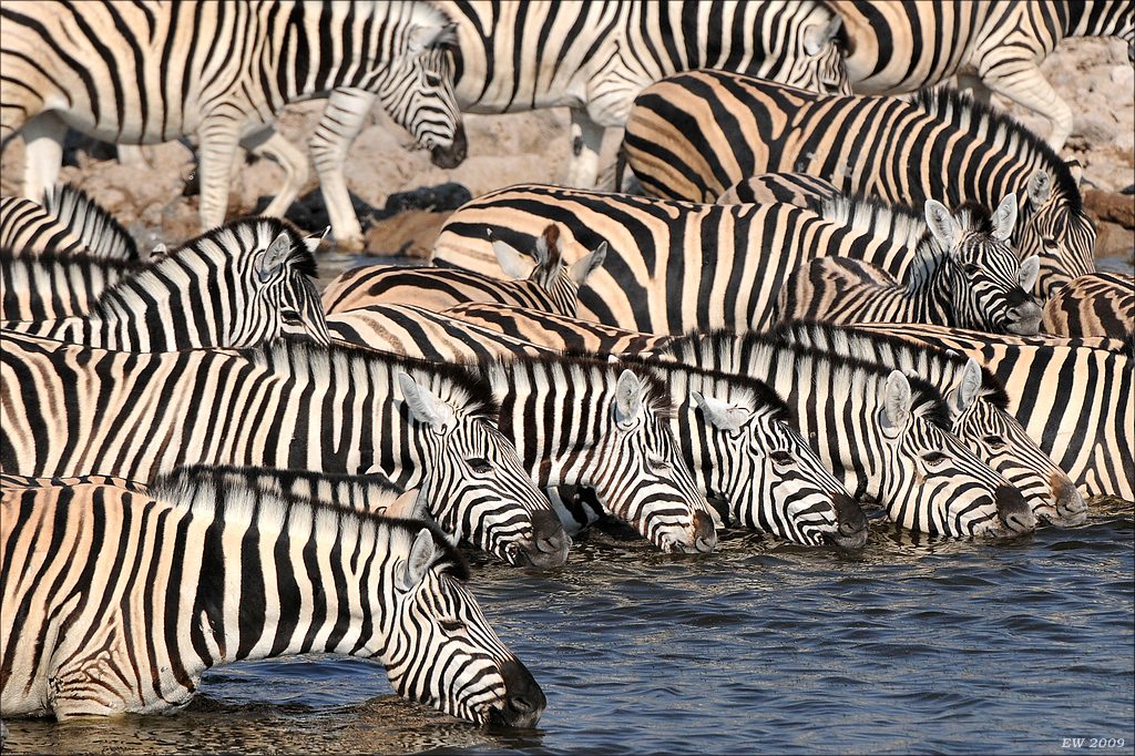 comp Namibia 09 15360