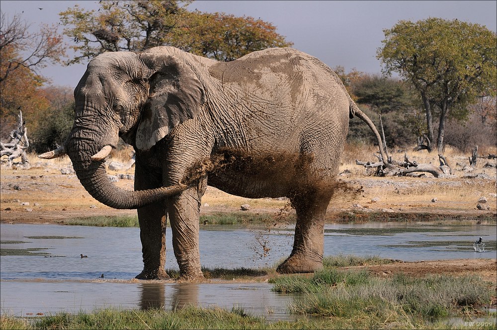 comp Namibia 09 16168