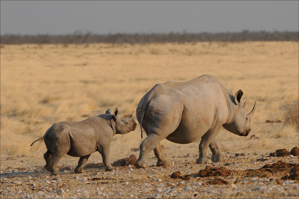 comp Namibia 09 17271