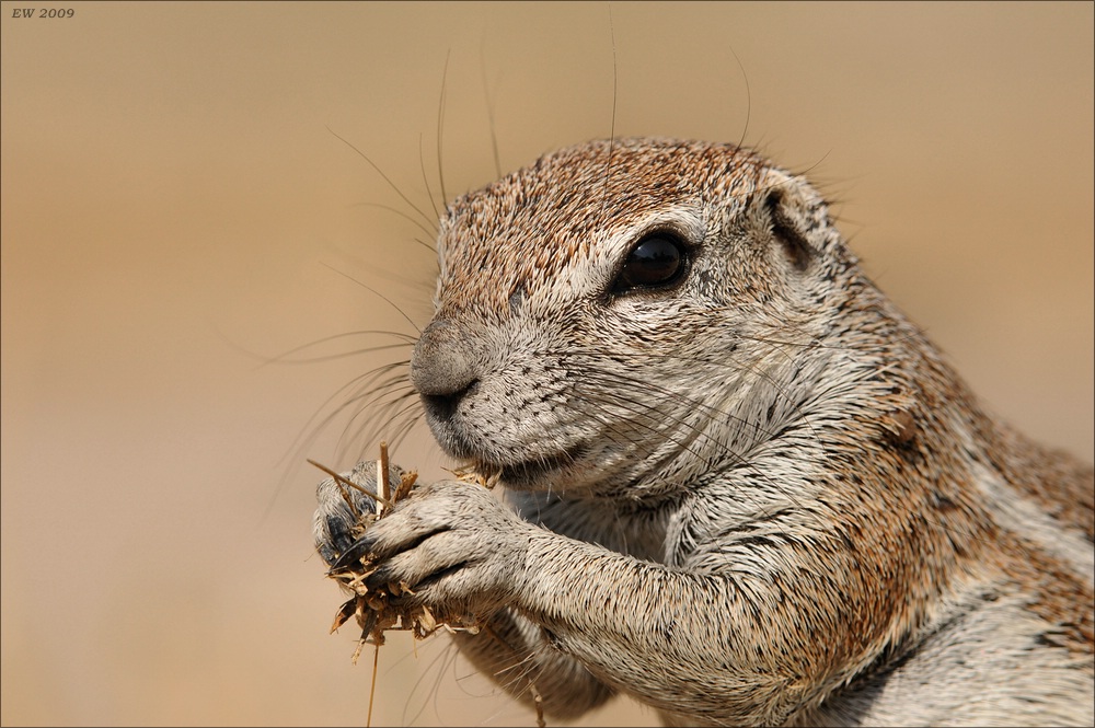 comp Namibia 09 18315