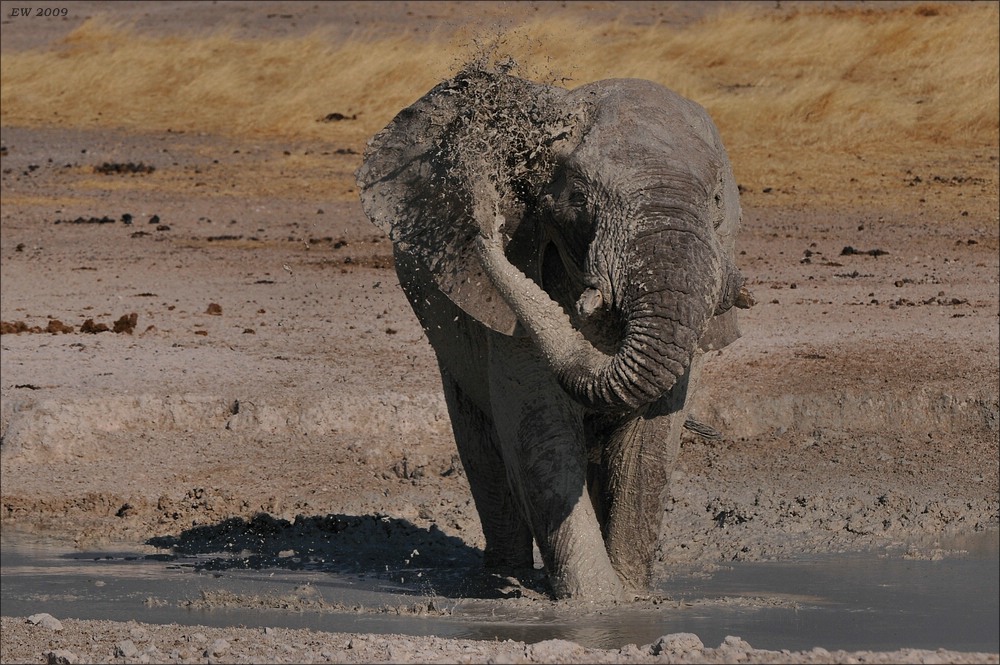 comp Namibia 09 19210