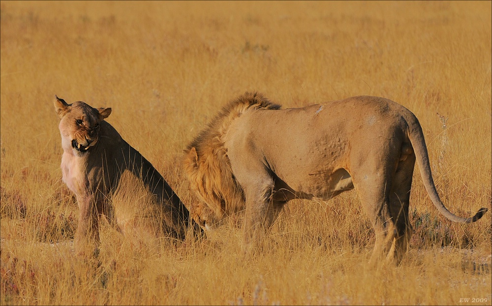 comp Namibia 09 19572