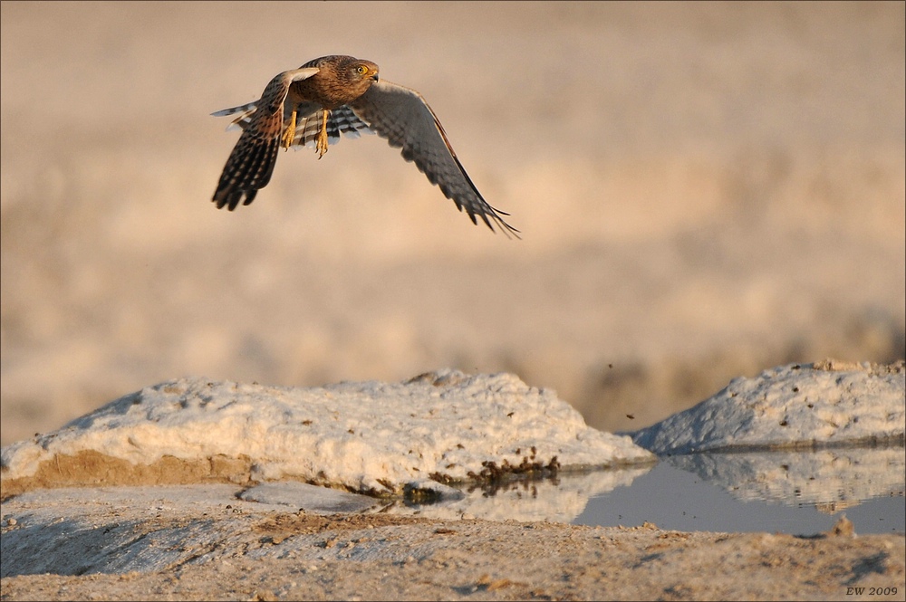 comp Namibia 09 19931