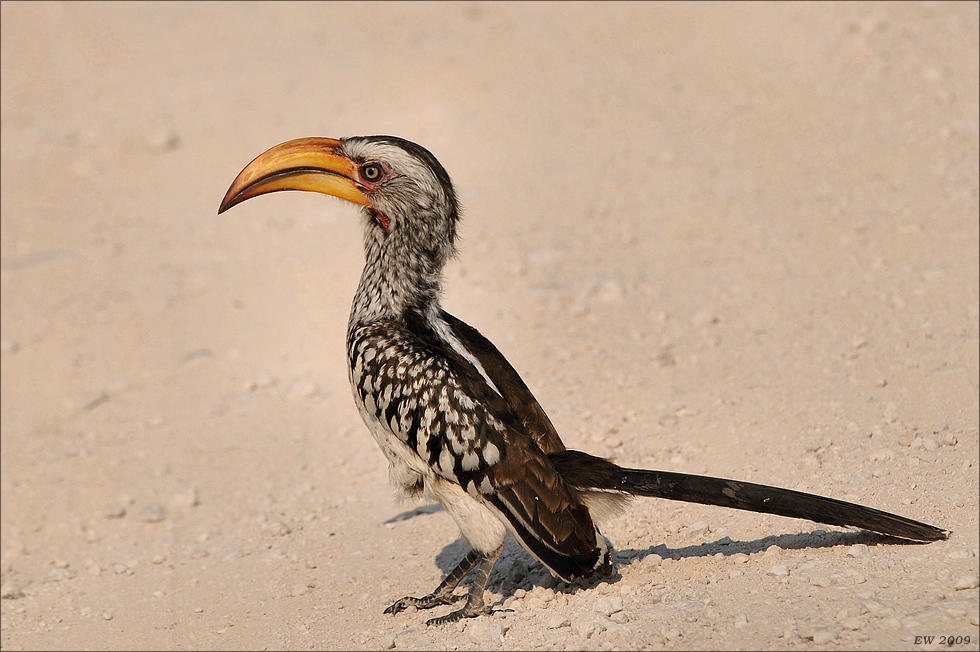 comp Namibia 09 20712