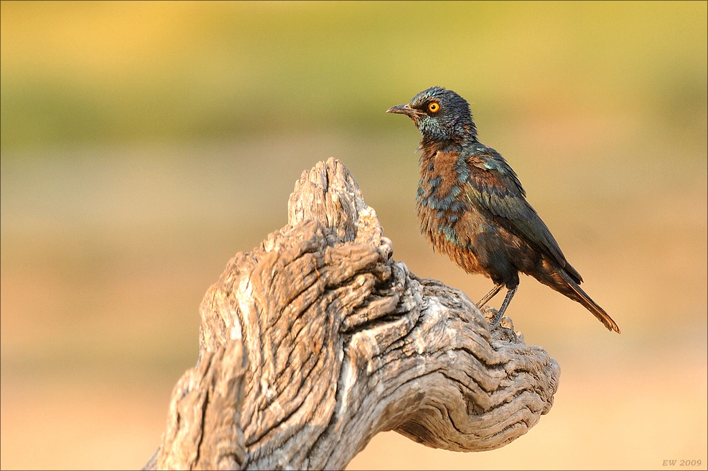 comp Namibia 09 22809