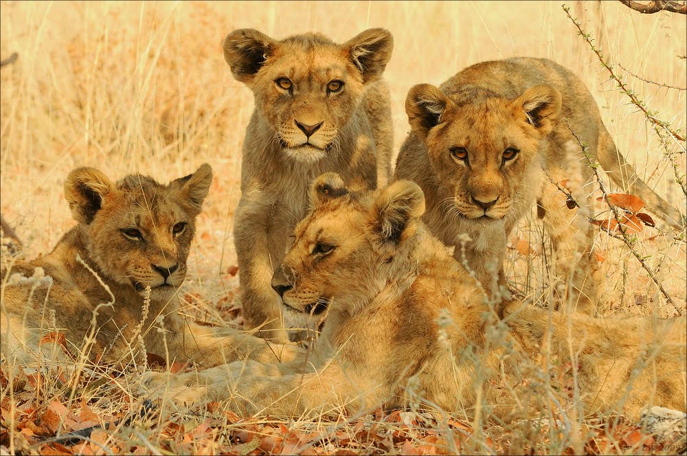 comp Namibia 09 23543