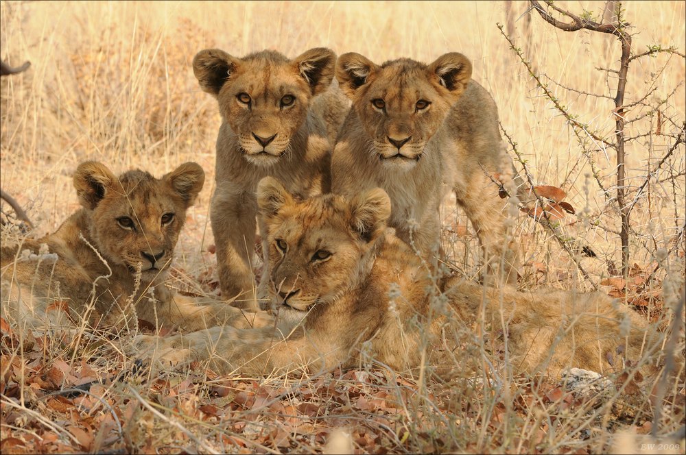 comp Namibia 09 23548