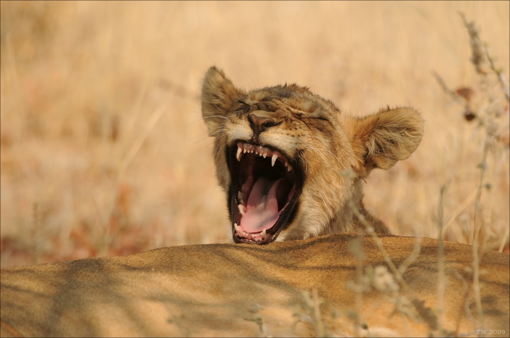 comp Namibia 09 24301