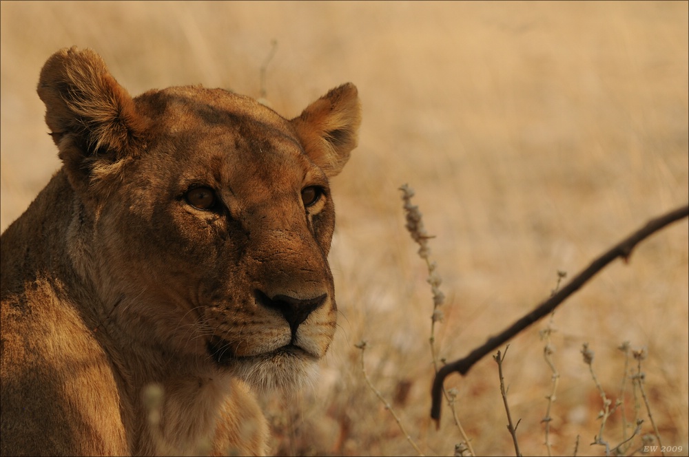 comp Namibia 09 24513