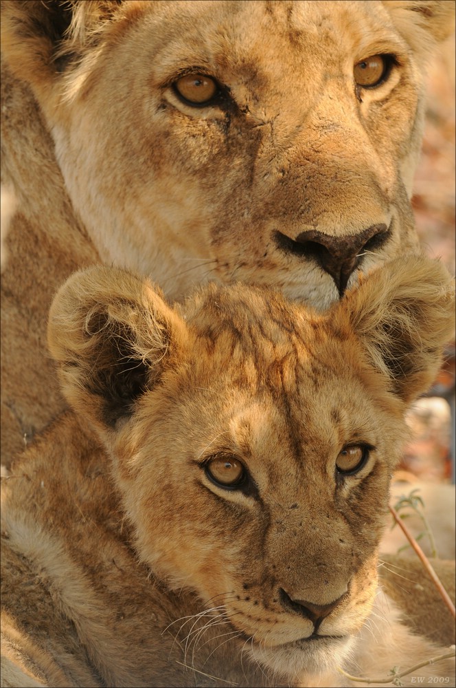 comp Namibia 09 24616