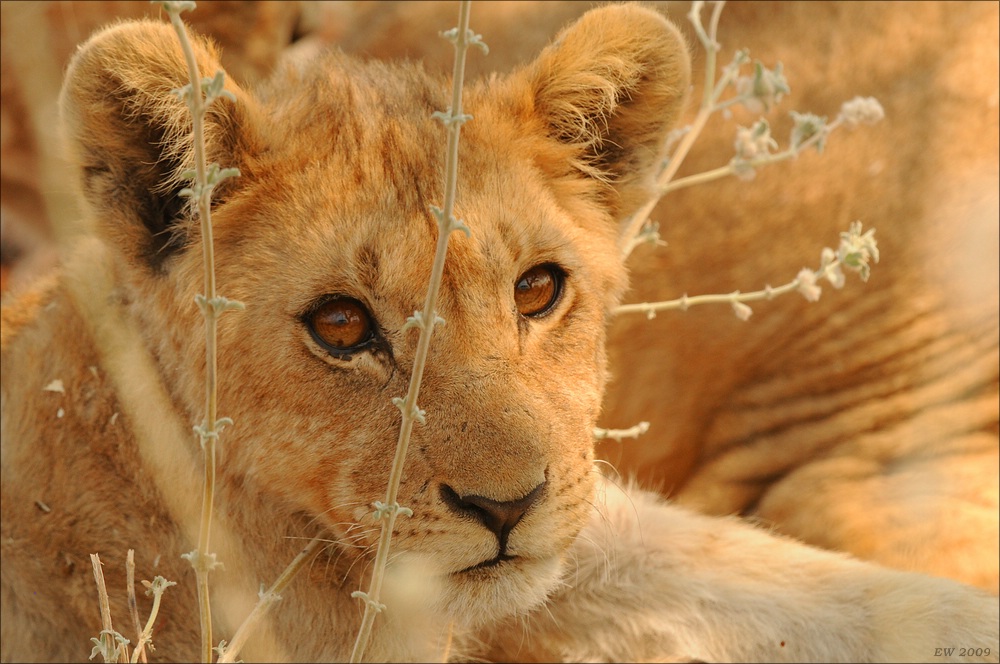 comp Namibia 09 25172