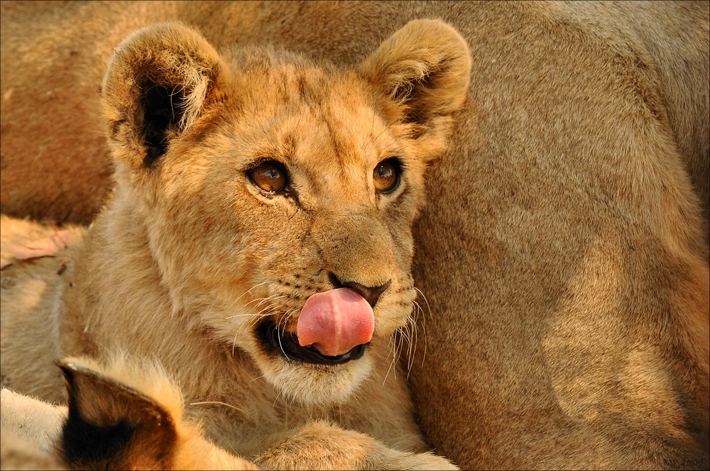 comp Namibia 09 25269a