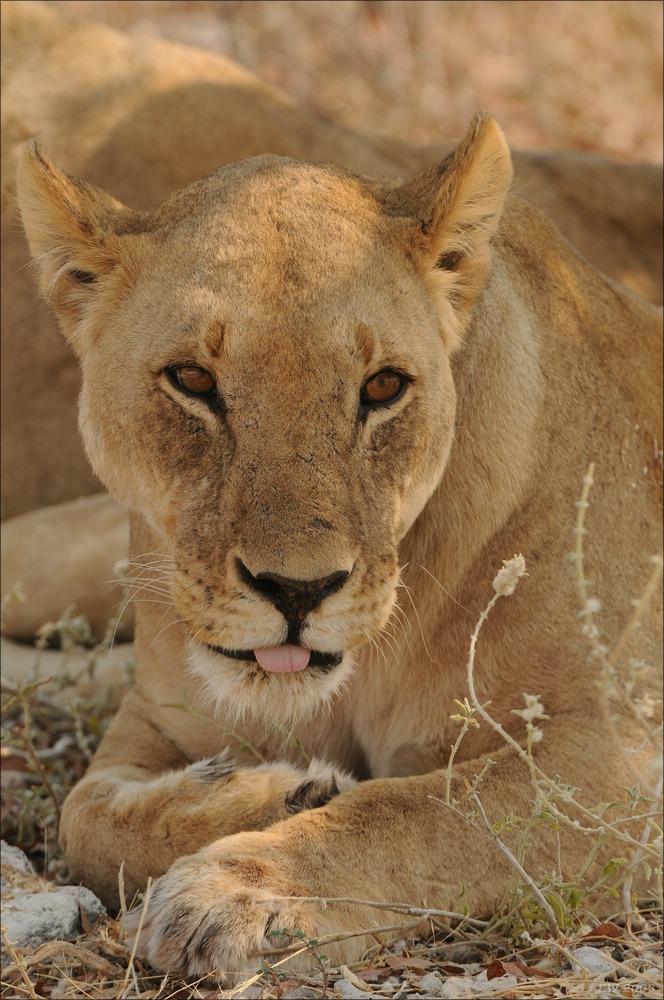 comp Namibia 09 26138