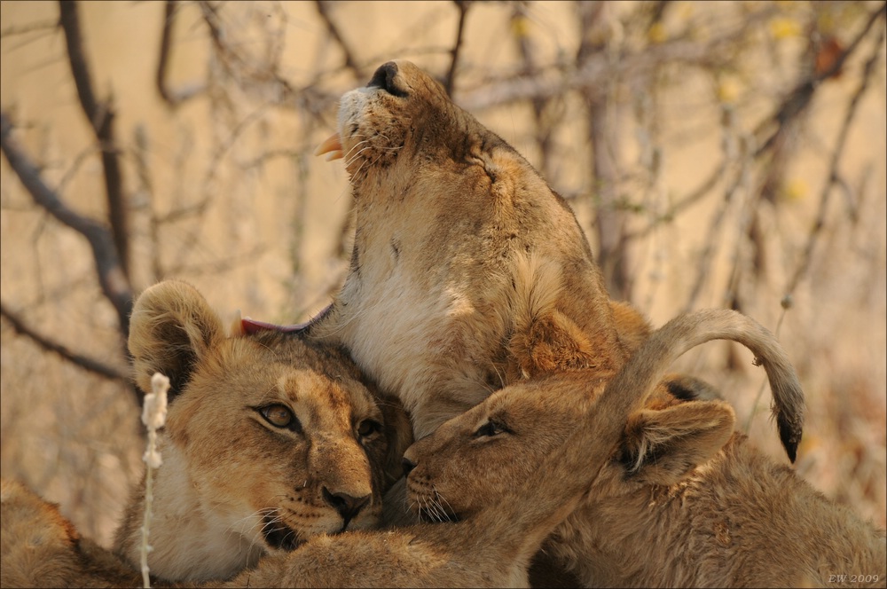 comp Namibia 09 26233