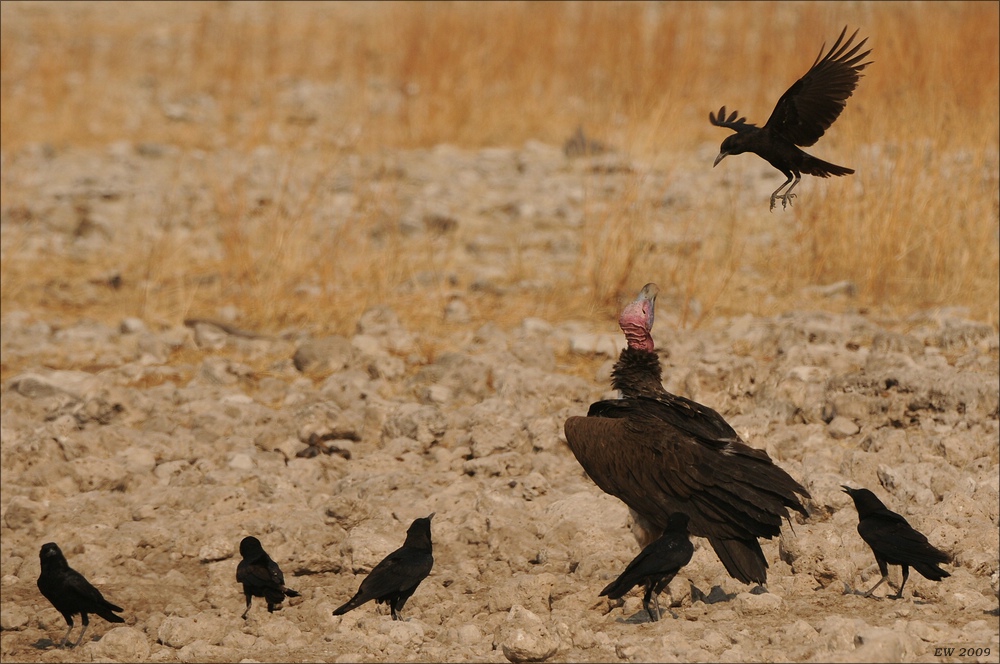 comp Namibia 09 26424