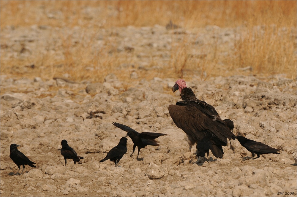 comp Namibia 09 26431