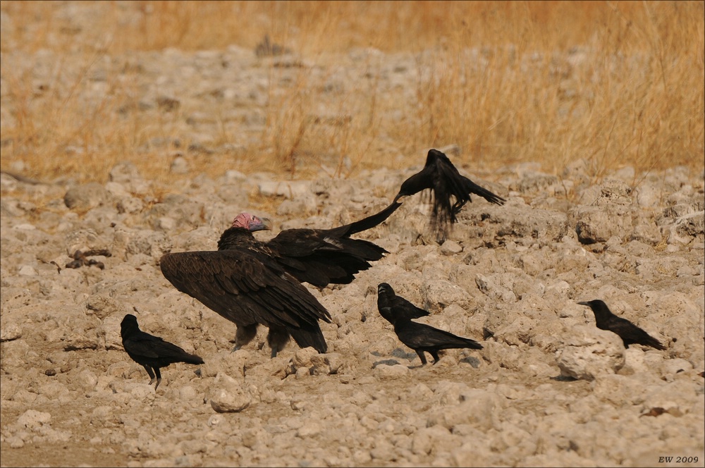 comp Namibia 09 26459