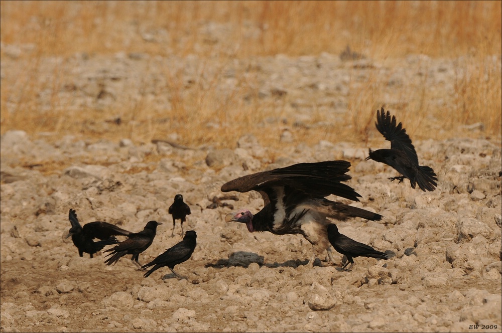 comp Namibia 09 26501