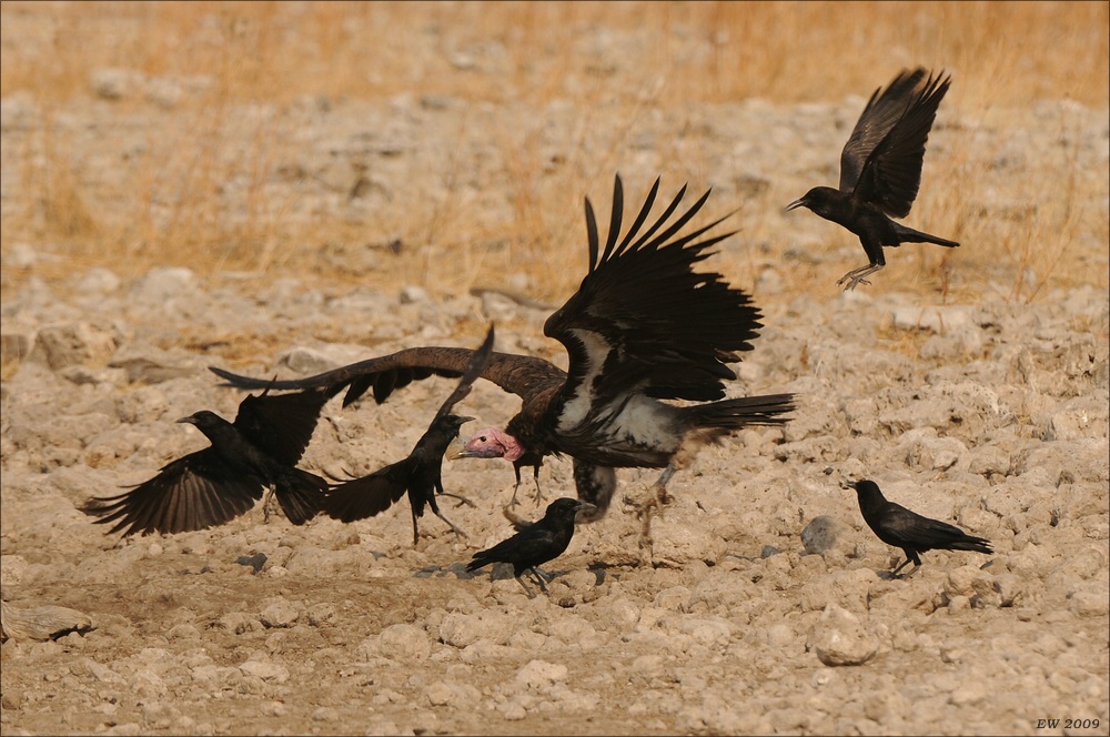 comp Namibia 09 26503