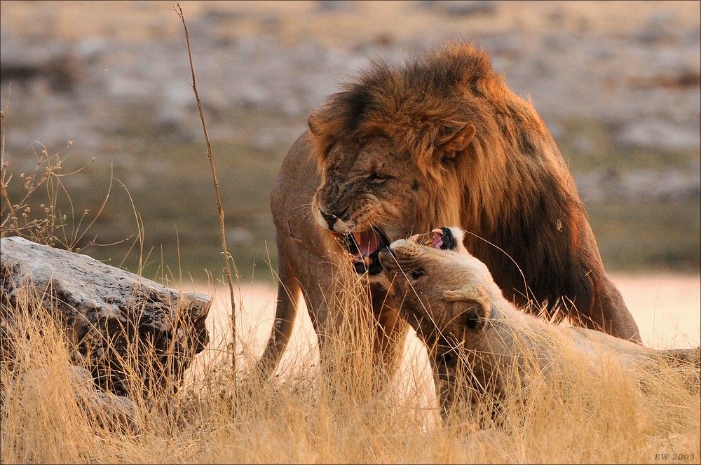 comp Namibia 09 27705a