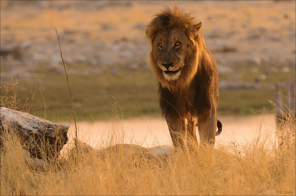 comp Namibia 09 27882