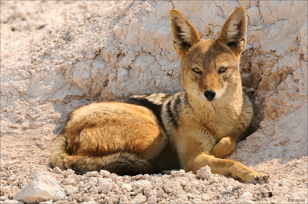 comp Namibia 09 28161