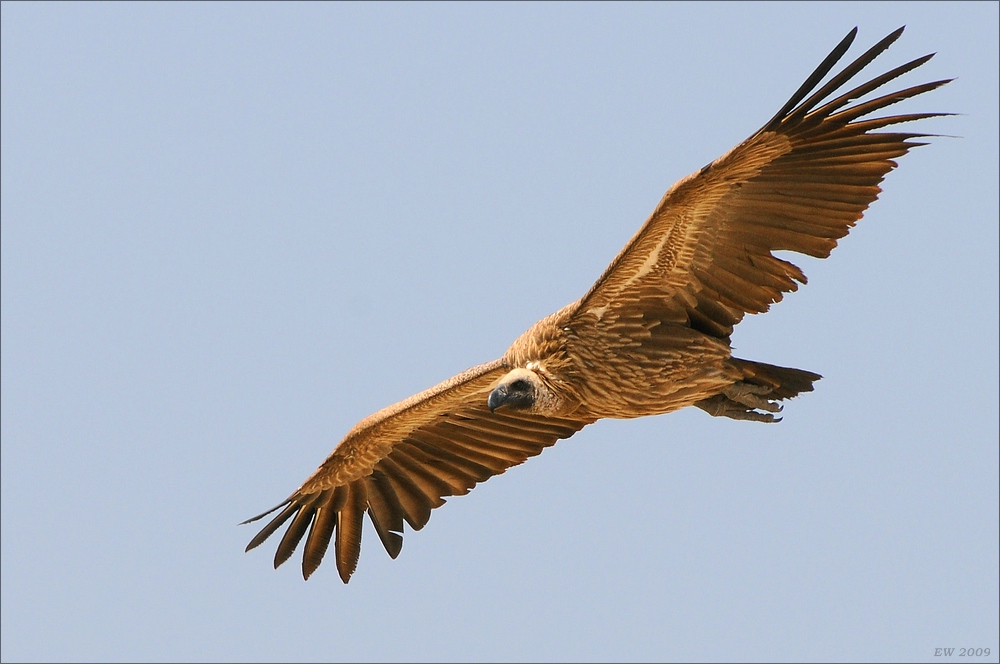 comp Namibia 09 28321