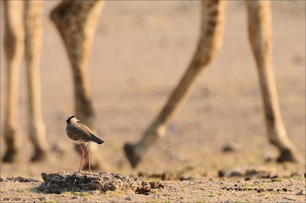 comp Namibia 09 29376