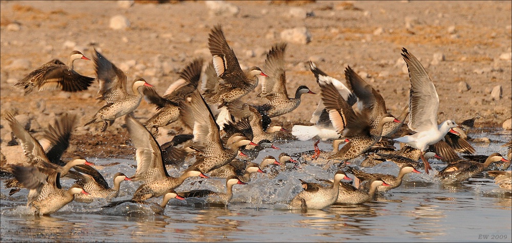 comp Namibia 09 29443a