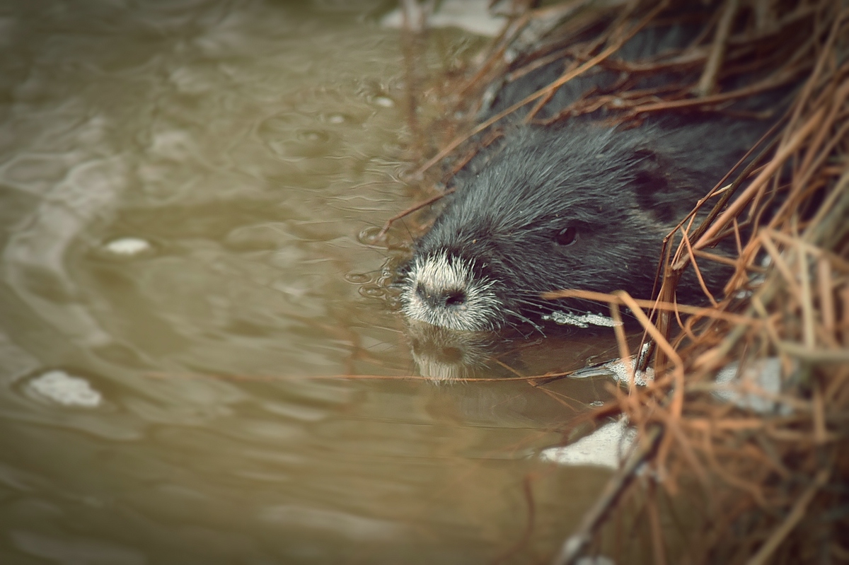 comp nutria