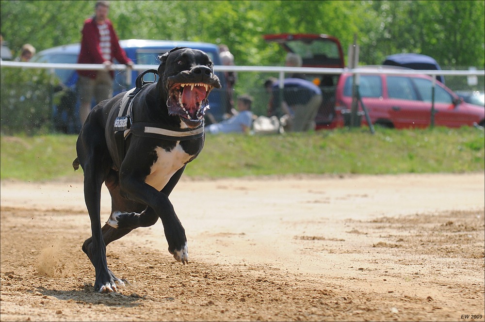 comp NWR Spaßrennen 2453