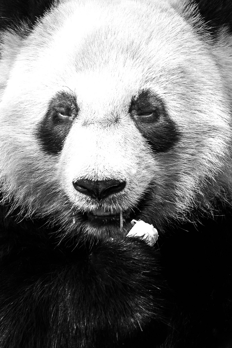 comp Panda (32 von 1) Kopie
