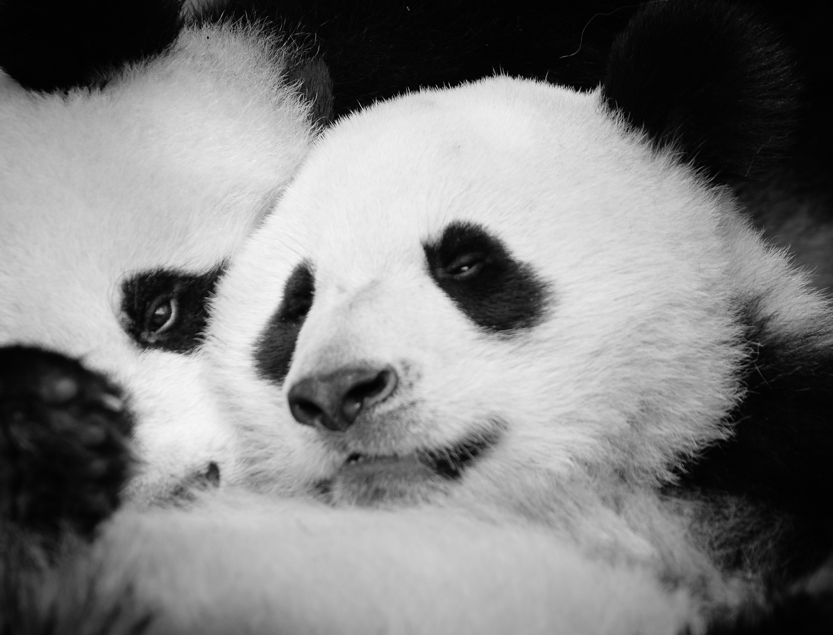 comp Panda (40 von 1)